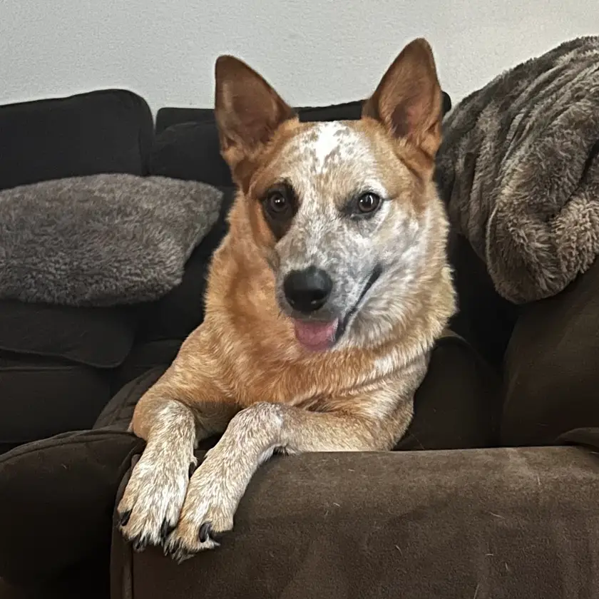 Photograph of the real Bee, a Red Heeler, lying on a couch with her paws over the armrest.